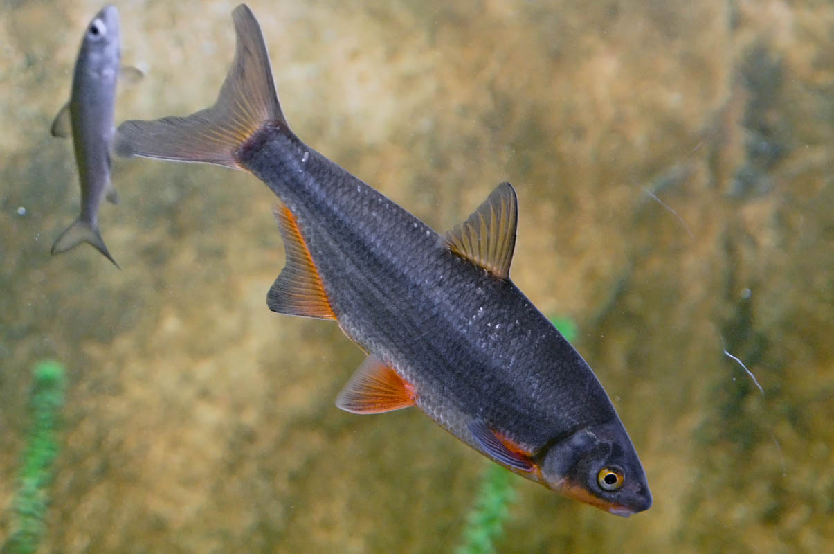 в период нереста самки меняют окрас