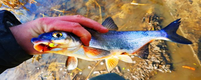 особенности строения рыбы рыбец