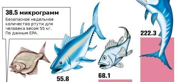 ртуть содержится не только в тунце
