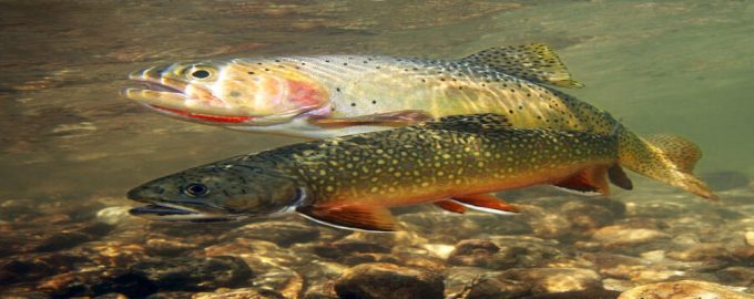 рыба пресного водоема