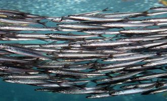 стая атлантической сельди в море