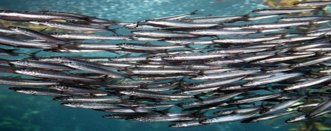 стая атлантической сельди в море