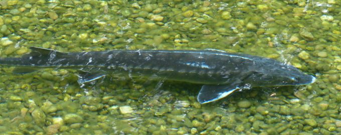 стерлядь относится к семейству осетровых