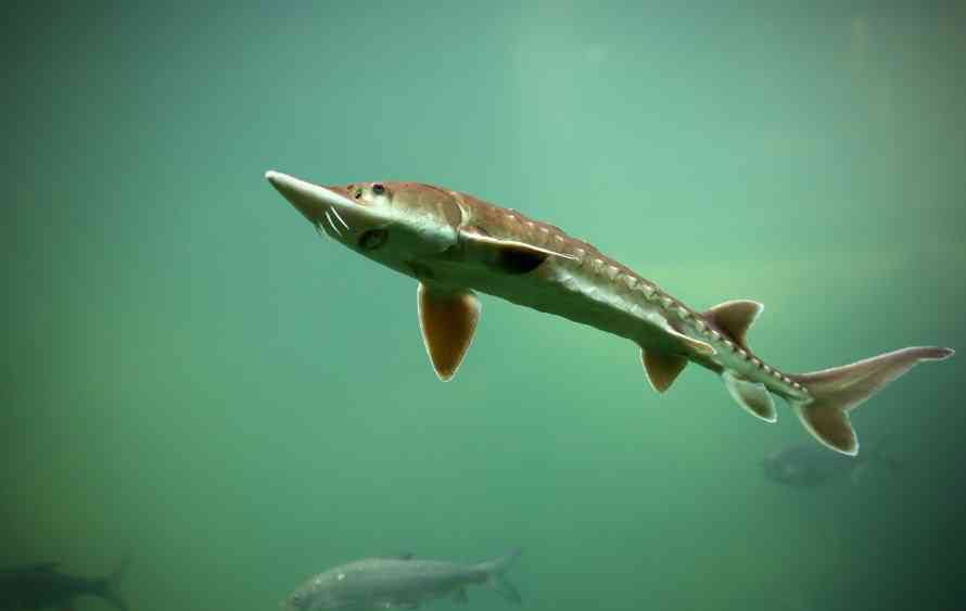 рыба стерлядь