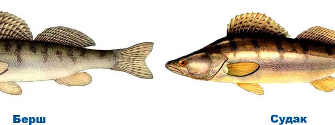 берш очень похож на судака