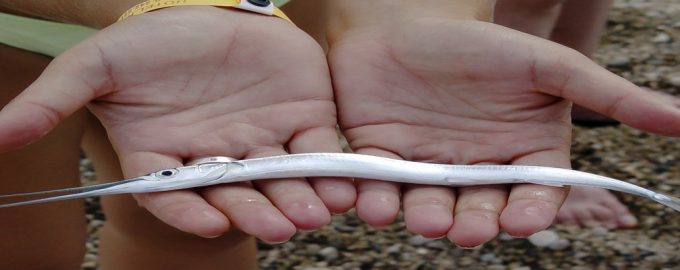 свистулька встречается в красном море