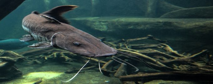 какие рыбы имеют большие усы