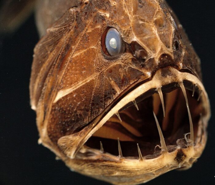 пасть саблезуба с внушительными зубами