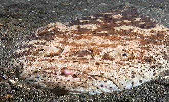 звездочет опасен для человека