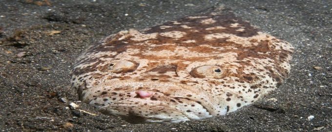 звездочет опасен для человека