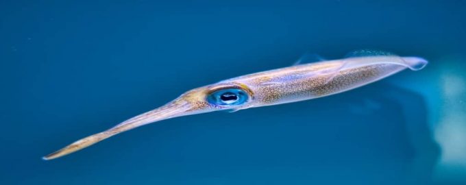 особенности строения необычных подводных обитателей