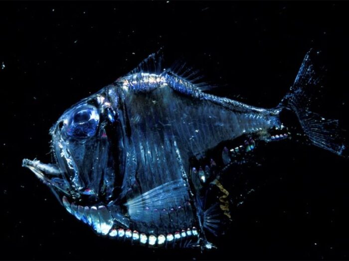 свечение рыбы-топорик 