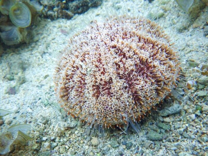 морской еж на дне 