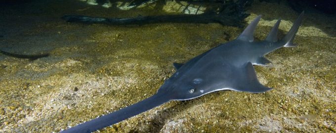 пила на морском дне