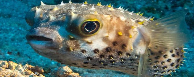 бурый скалозуб или опаснейшая рыба-фугу