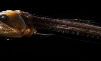 особенности строения морских подводных жителей