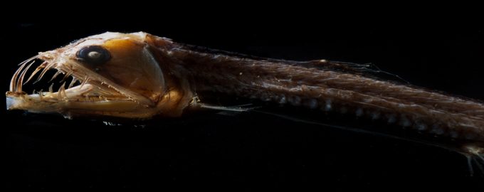 особенности строения морских подводных жителей