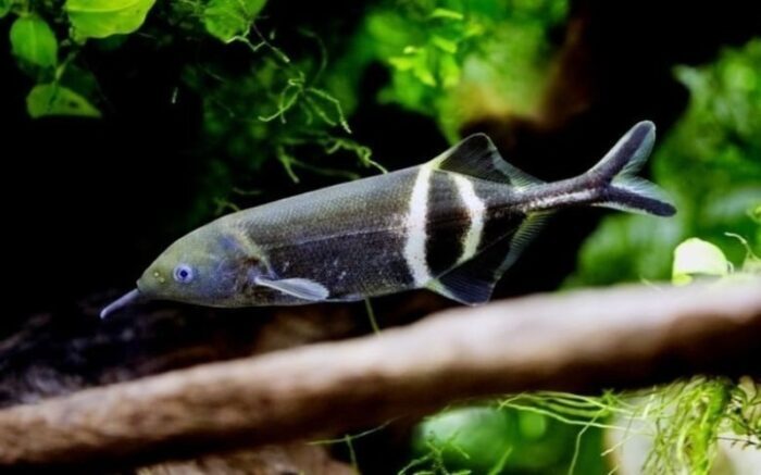 умная рыба-слон