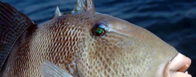 рыба-спинорог имеет мощные зубы