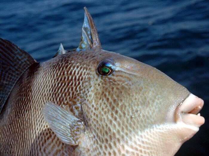 тело спинорога покрыто плотной чешуей 