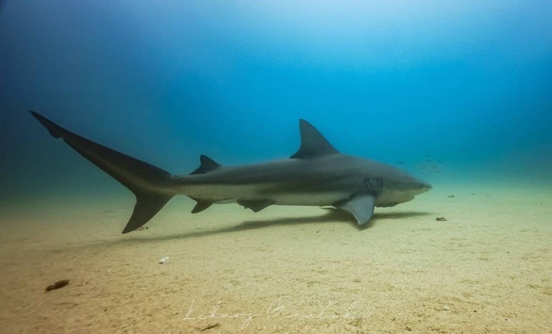 плыть с акулой в лодке страшно 