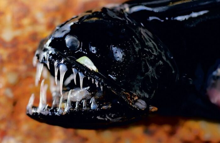 гадюка имеет огромные зубы 