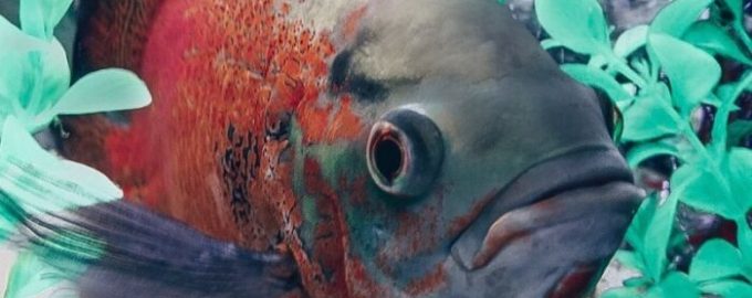 рыба с развитым умом