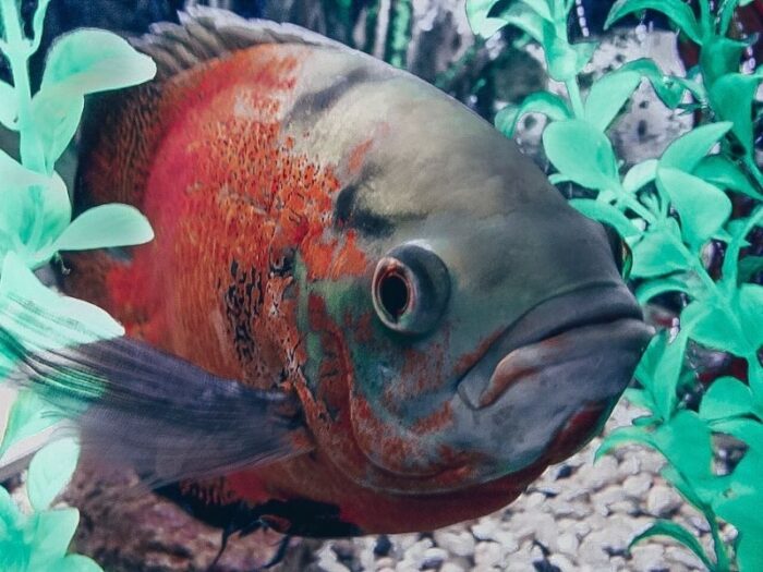 цихлида отличается умом и сообразительностью 