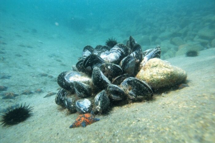 морское дно с основным питанием ската