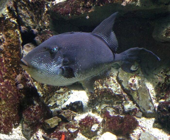 спинорог всегда защищает свое потомство 