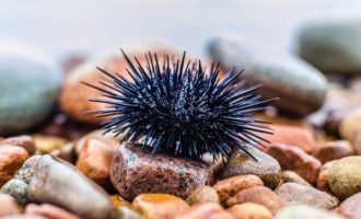 иголки необходимы морскому ежу для движения