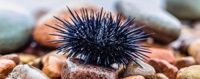 иголки необходимы морскому ежу для движения