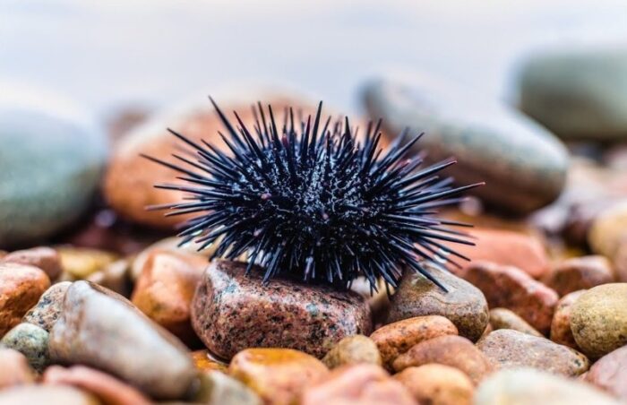 иголки необходимы для передвижения