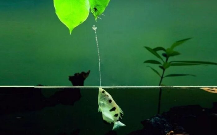 полосатый брызгун выпускает струю воды 