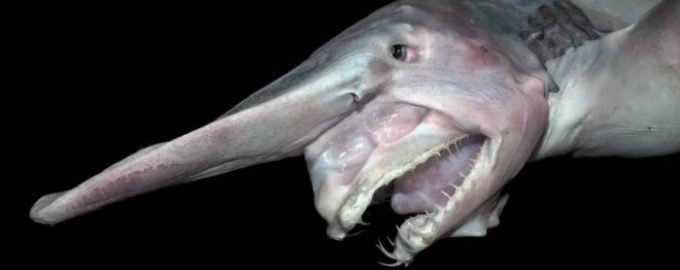 особенности внешнего вида акулы-гоблин