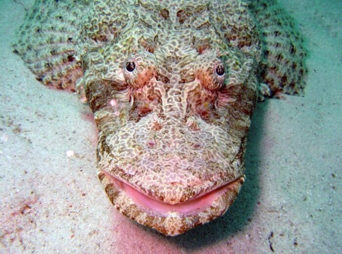 рыба крокодил очень похожа на земноводного родственника