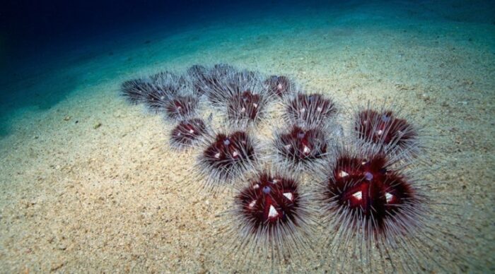 морские ежики на дне