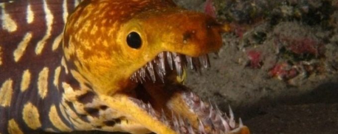 нападение рыб с острыми клыками опасно для человека