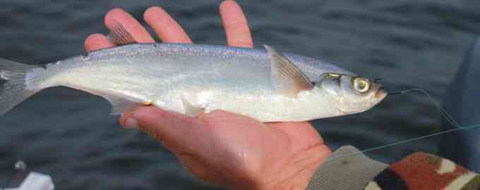 рыба чехонь