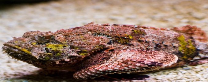 ядовитая рыба обитающая на морском дне