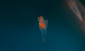 ангел крылоногий его внешний вид