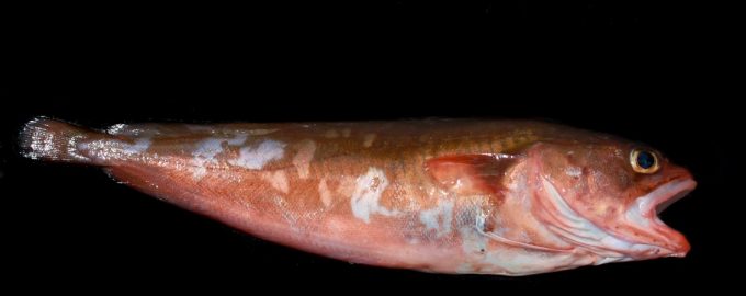 внешний вид красной трески