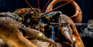 Развитые клешни лобстера 