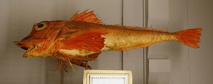 крупный морской петух