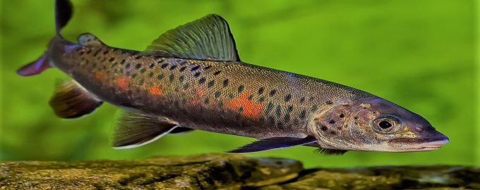 красные пятна на чешуе ленка появляются в период нереста