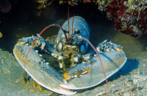 Лобстер в естественной среде