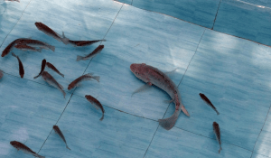 тилапия в пресной воде с мальками