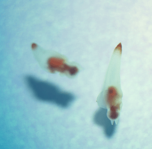 подводный житель