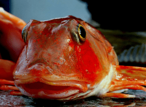 голова морского петуха