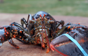 Европейский омар